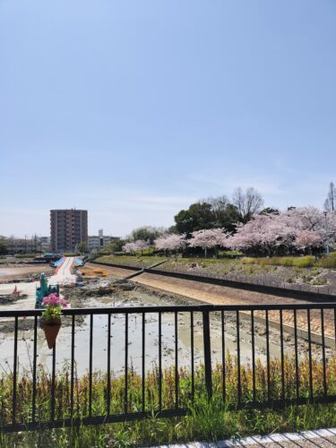 戸笠公園の桜並木